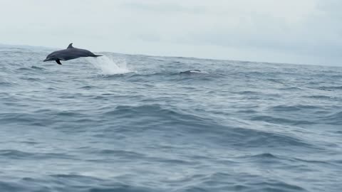 Drone captures Rare Dusky Dolphin when they Amazingly Jumped