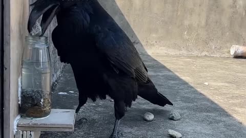 Real crow drinks water