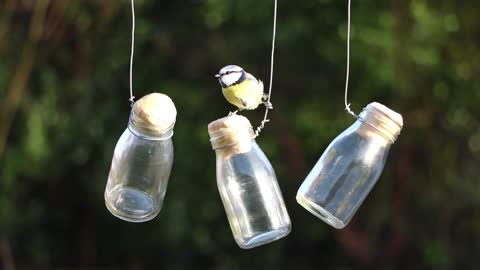 Bird Perched On A Bottle