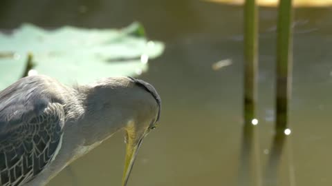 Bittern looking into the water - With great music