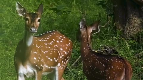 Deer Looking to you