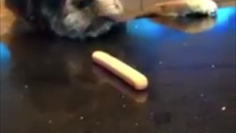 Sneaky Boxer Steals Hotdog