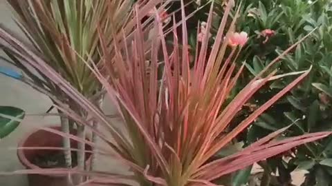 red coniferous potted plant