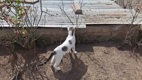 Little cute cat is very hungry.