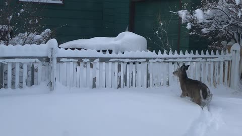 Twin Fawns Frolic Through Thick Snow