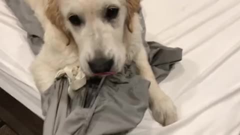 Golden Retriever refuses to get off the bed b no chg