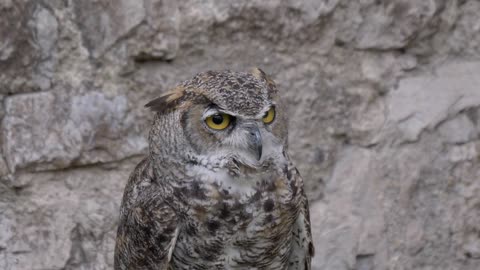 A Horned Owl portrait