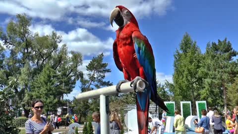 Parrot sound in park