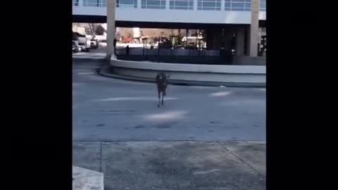 Deer Jumps Into Ohio River In Louisville