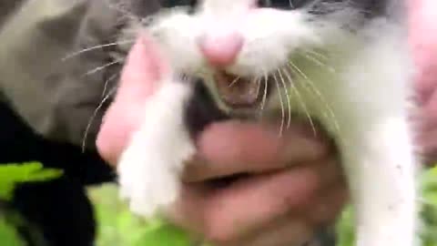 Hungry Lonely Kitten Saved on a Rainy Day - A First Bath.