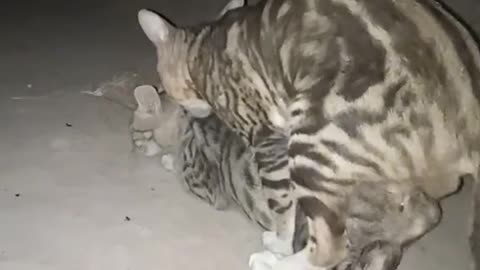 Cute Cat video