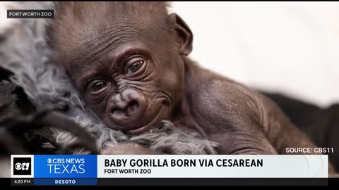 Texas Zoo Welcomes Third Baby Gorilla In 115 Years After Emergency C-Section