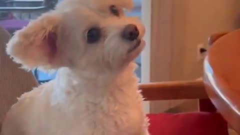 Tiny Dog’s Ears Perk Up When It Hears Its Favorite Words! 🐾💖