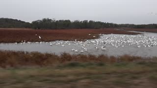 Pod of pelicans