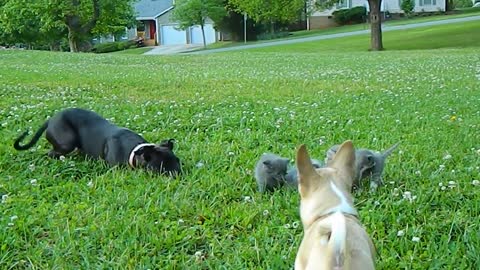 Brave Chihuahua protects Kittens!