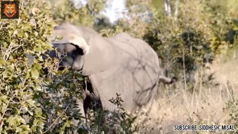 Fight Between African Lion And African Elephant who Will Win ??