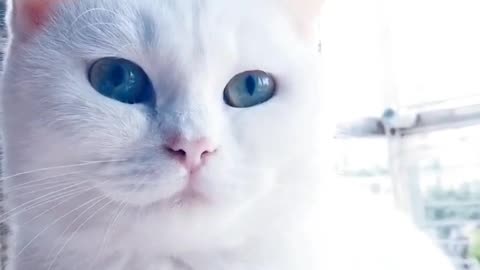 The cat with blue pupils looks mysterious. I want to bring it home