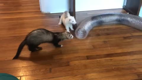 Baby Ferrets Playing