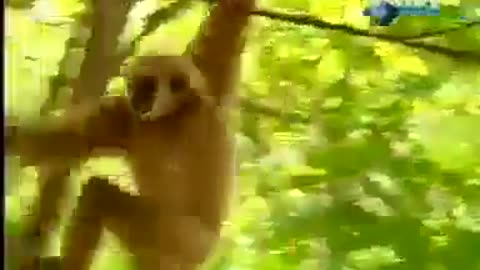 Naughty monkey