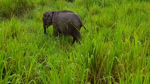 wild Elephant