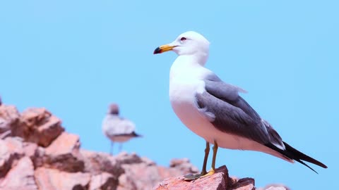 Birds. Wildlife