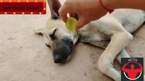 Wow Amazing! Lemon Prank Dog So Funny Action 2021