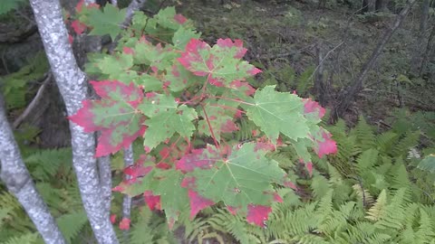 Fall Foliage