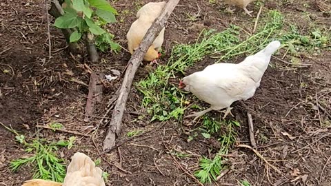 OMC! Backyard chicken action including a jump from the perch!