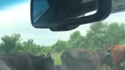 Traffic Jam, Oklahoma Style