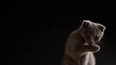 British scottish fold cat close up portrait