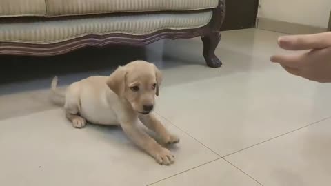 Labrador puppy training