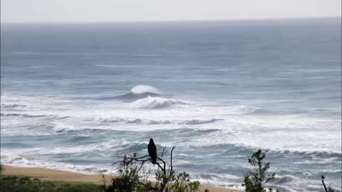 Verreaux's Eagle perched with a view, takes flight.