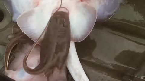 Stingray gives birth #stingray #baby