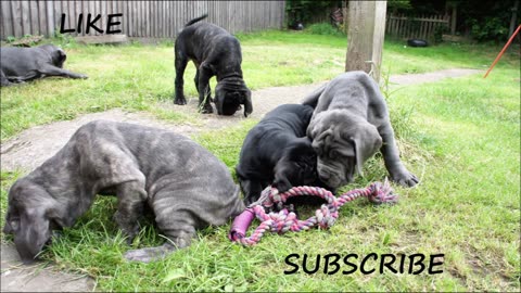 Puppies Leaving! Very Last Time With Neapolitan Mastiff Family All Together