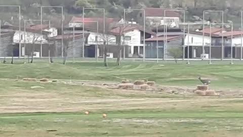 Deer runs on a golf course