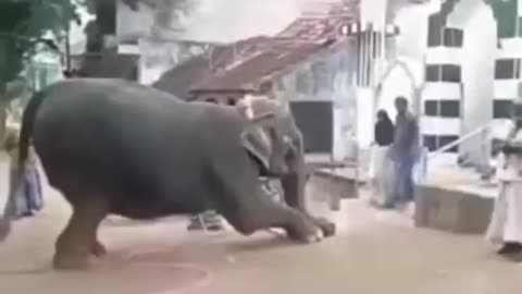 Elephant Prayer to Masjid