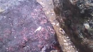 Between the rocks on the beach runs a river, it's sea water, beautiful effect [Nature & Animals]