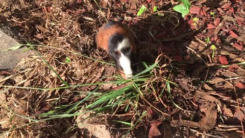 Video Of Guinea Pigs Eating Grass