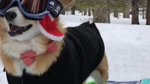 Super Corgi Sledding