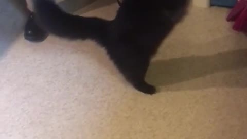 Black cat gives high five to woman in grey sweats