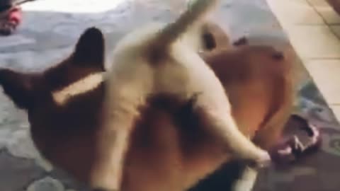 Cute puppy is entertaining with his mother