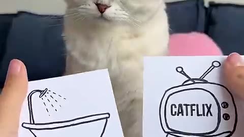 Funny cats 😺😺