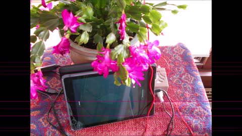 Heart Love Blooming with a Christmas Cactus