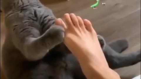 Funny Cats Reaction to Smelling Owner's Foot