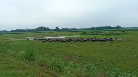 A group of wild buffaloes.