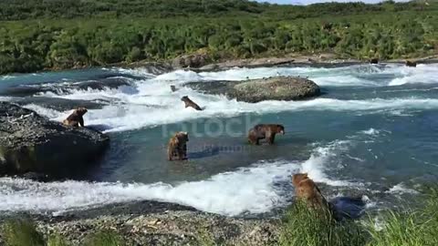 Alaska brown bear fishing for salmon