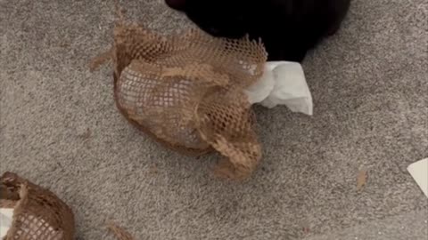 Adopting a Cat from a Shelter Vlog - Precious Piper Loves to Tear Up Packing Material #shorts