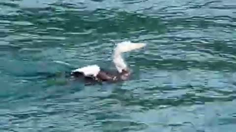 Duck Frees Itself From Foam