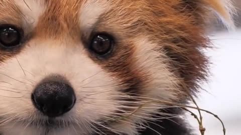 very cute red panda