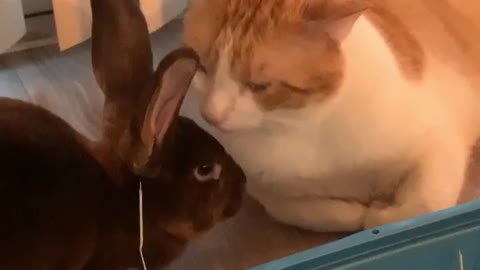 Kitty Cleans Its Bunny Friend